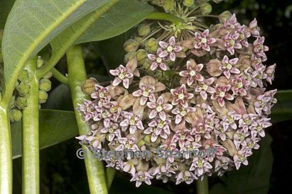 asclepias syriaca 4 graphic